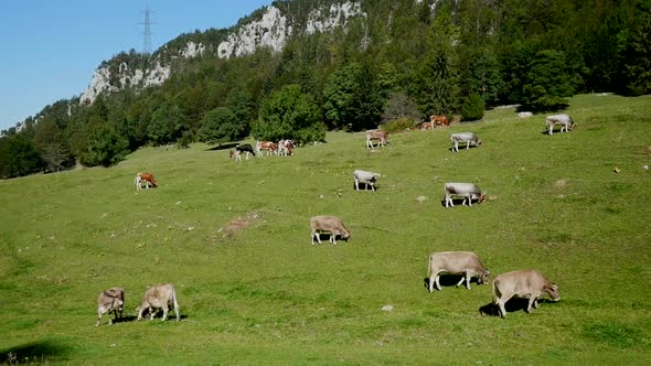 cow herd standing on a beautiful green mountain scenery