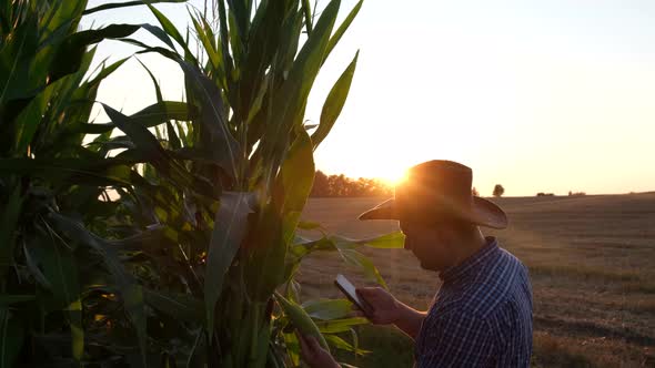 Corn Plantation