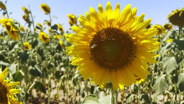 Beautiful Natural Plant Sunflower In Sunflower Field In Sunny Day 43