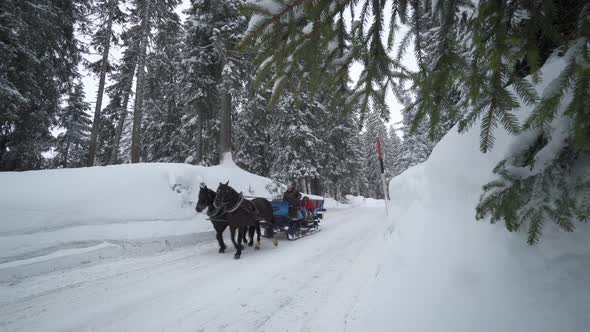 A man and woman couple riding on a horse sleigh on the snow in winter