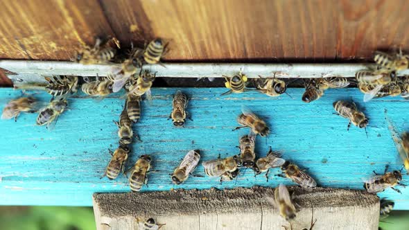 Honey bees fly into the hive, concept of beekeeping.