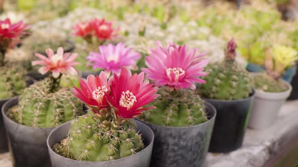 Blooming Cactuses in Flower Pots on a Table  Closeup