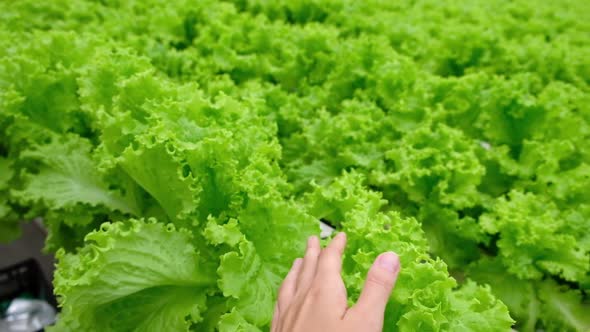 Female Hand Touches Green Lettuce Plants