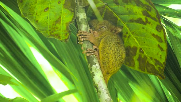 Tarsier in the Rainy Forest