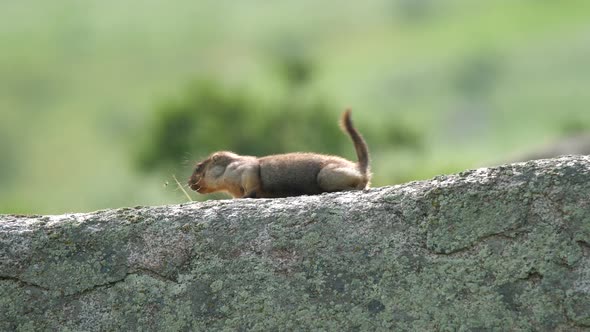 A Real Marmot in The Rock