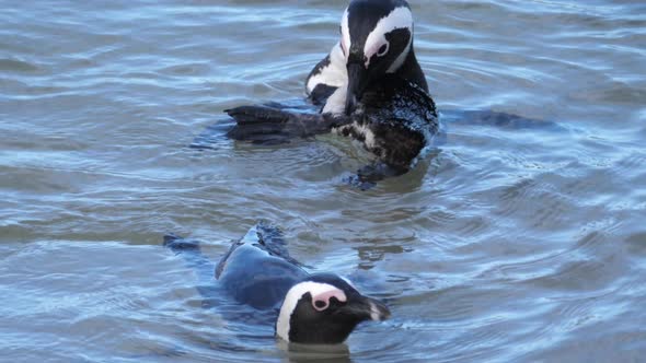 Penguin preening its feathers in the water