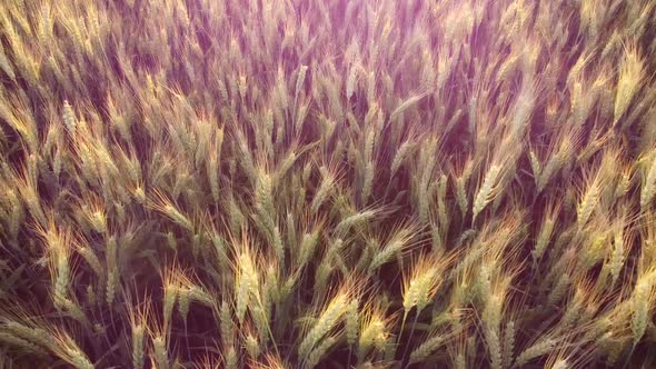 Spikelets of barley sparkle in the evening sun, the glow of the evening sun in the lens chamber.