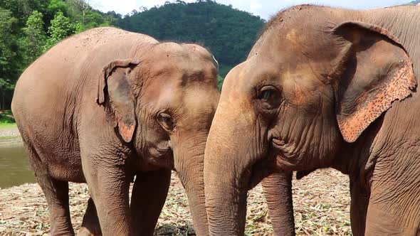 Two elephants eating next to each other beside a river in slow motion.