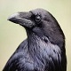 Crow