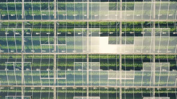 Greenhouses with Vegetables