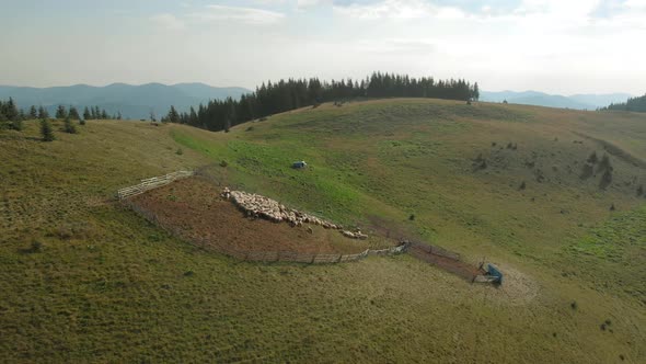 Flock of Sheep on Hillside Aerial View