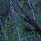 Young Longtailed Macaque Climbing a Rope on a Tree Thailand - VideoHive Item for Sale
