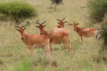 Cokes hartebeest in natural habitat