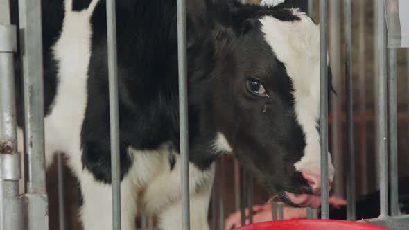 Young newborn calves in cages in a dairy farm