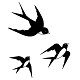 Swallows