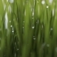 Rotating Grass 2 Pack - VideoHive Item for Sale