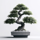 Professional and Trustworthy Bonsai
