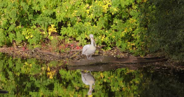 Dalmatian Pelican Pelecanus Crispus Is the Largest Member of the Pelican Family