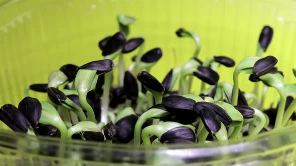 Germination Sprouts Sunflower Seed Husks City Farm