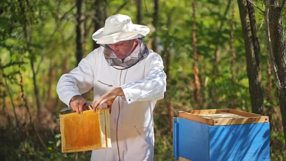 Beekeeper is working with bees and beehives on the apiary. Frames of a bee hive