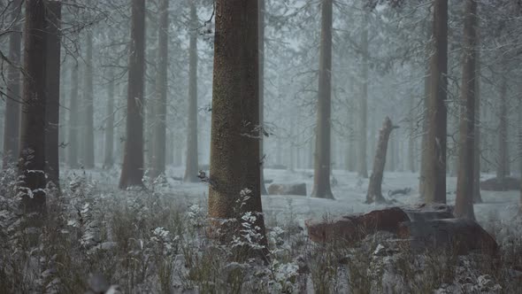 Mystical Silhouettes of Trees in Foggy Winter Forest