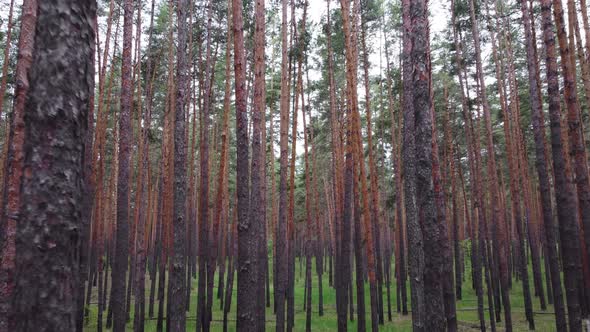 Aerial view of the coniferous forest. Smooth flight among tall pines.