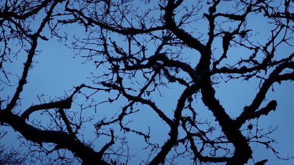 Ancient Gnarled Tree Branches in Wind