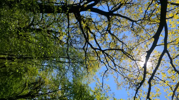 Vertical Video of the Forest in the Spring on a Sunny Day