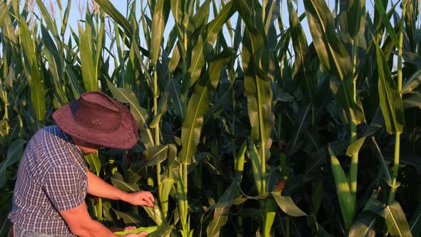 Young Man Agronomist Standing in a Corn Field and Taking Control of the Yield