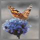 Butterfly Flutter Inspiring Peaceful Piano - AudioJungle Item for Sale
