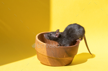A pet rat sits in a wooden bowl on a yellow table