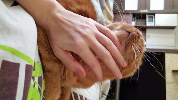 Vertical Format Video Female Hand Strokes Red Tabby Cat Purring in Slow Motion