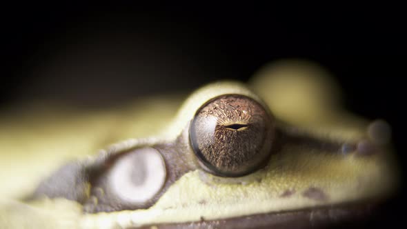 Close up shot of a detailed eye on a green Costa Rican Masked Tree Frog, Smilisca phaeota.