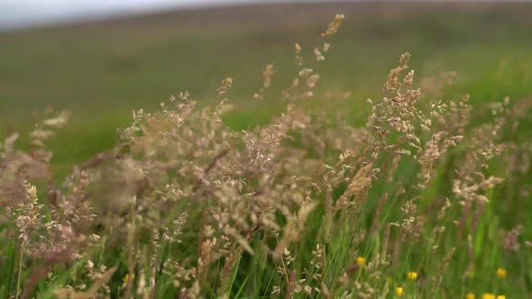 Grass and moorland foliage blowing in the wind
