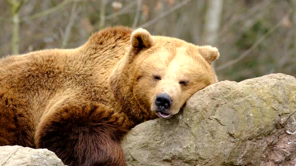 Large lazy brown bear resting on a rock in the zoo, portrait close up