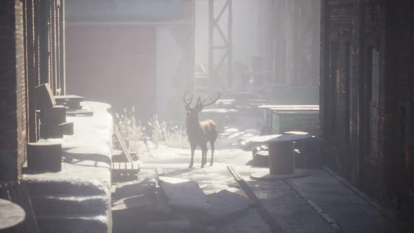 Wild Deer Rooming Around the Streets in Abandoned City