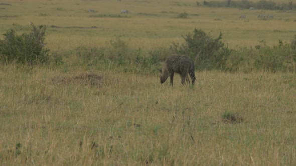 Hyena walking on the savannah