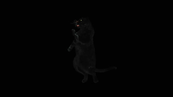 Panther Dancing HD