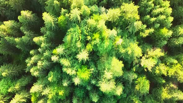 Amazing Shots of the Forest in the Carpathians From a Drone