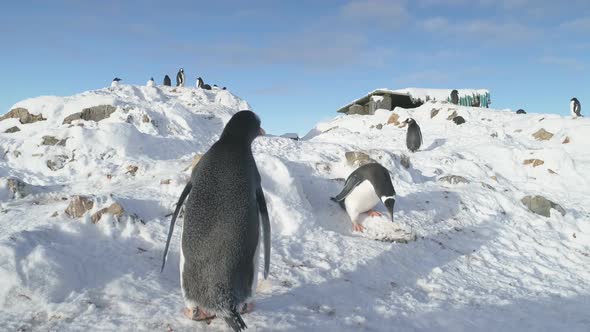 Gentoo Penguin Steal Nest Stone Antarctic Close-up