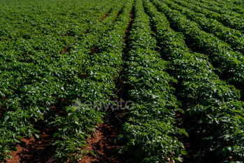 Agriculture and Farming - Potato Plantation in the Field