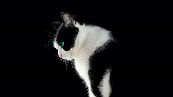 Black and White Cat on Dark Background