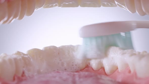 Inside View of Brushing Teeth