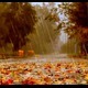 Rain Drops to Leaves