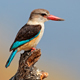 Brown-Hooded Kingfishers Calling