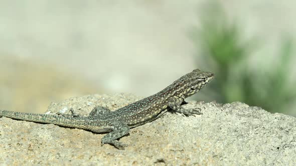 Side-blotched Lizard basking in the desert sun