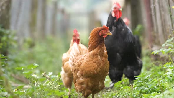Hens Feeding on Traditional Rural Barnyard