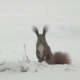 Squirrel Looking For Food In Snow And Jumping - VideoHive Item for Sale