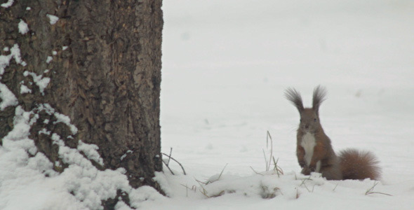 Squirrel Looking For Food In Snow And Jumping