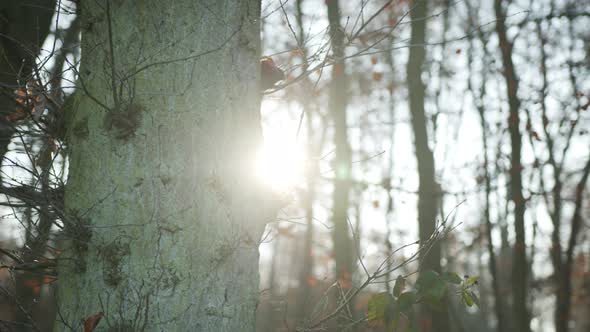 Forest and Sunlight